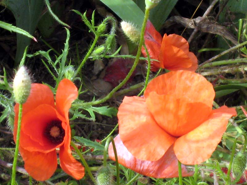 2008_06_01_Provence & Spain 1550