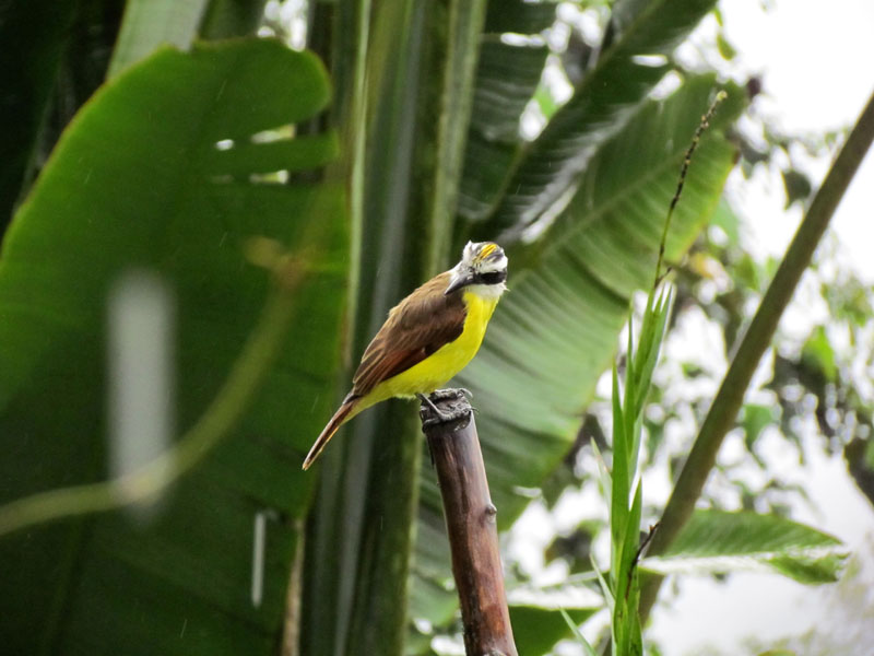 2011-03-01 Costa Rica 019
